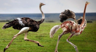 Jak porazit pštrosa: pokyny krok za krokem